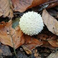 Seeigel im Wald